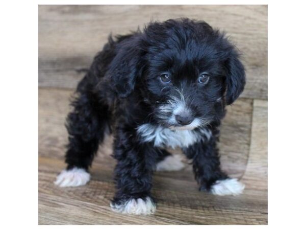 Yorkiepoo DOG Female Black 11851 Petland Henderson, Nevada