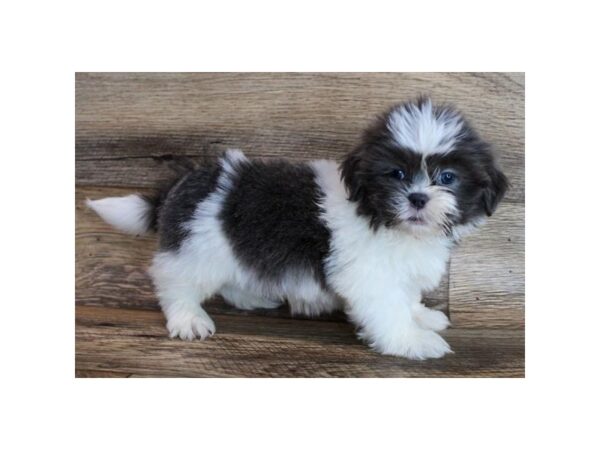 Shih Tzu DOG Male Blue / White 11846 Petland Henderson, Nevada