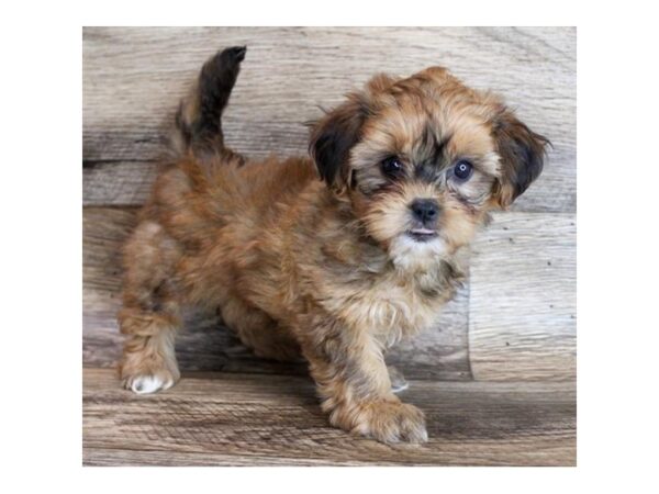 ShizaPoo DOG Female Brown 11850 Petland Henderson, Nevada