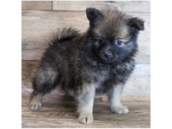 Pomeranian-DOG-Male-Red Sable-11845-Petland Henderson, Nevada
