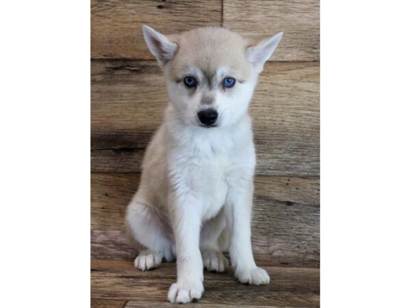 Alaskan Klee Kai DOG Male Agouti / White 11849 Petland Henderson, Nevada