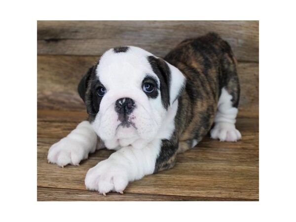 Bulldog-DOG-Female-Brindle / White-11843-Petland Henderson, Nevada