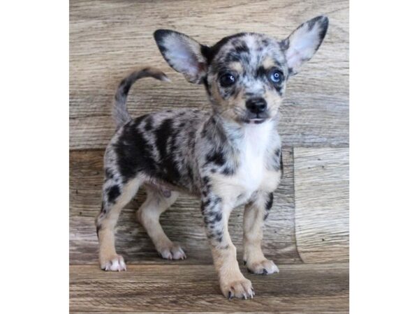 Chihuahua DOG Male Blue Merle 11844 Petland Henderson, Nevada