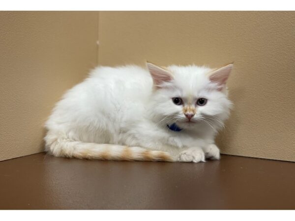 Ragdoll-CAT-Female-Cream Point-11855-Petland Henderson, Nevada