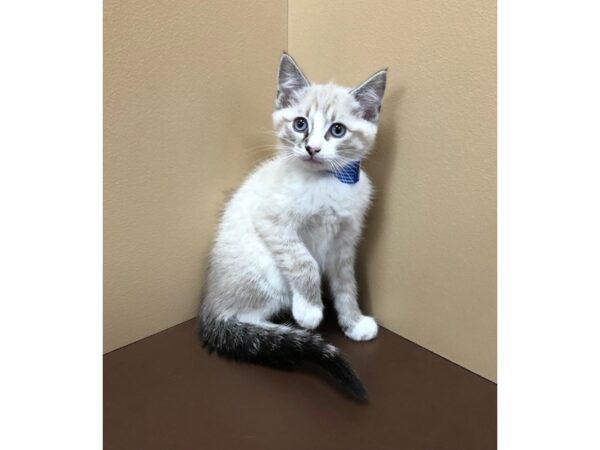 Ragdoll-CAT-Male-Blue Lynx-11856-Petland Henderson, Nevada