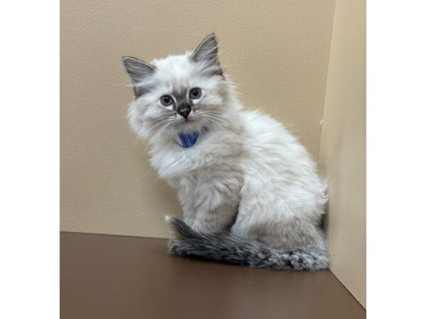 Ragdoll-CAT-Female-Seal Point-11854-Petland Henderson, Nevada