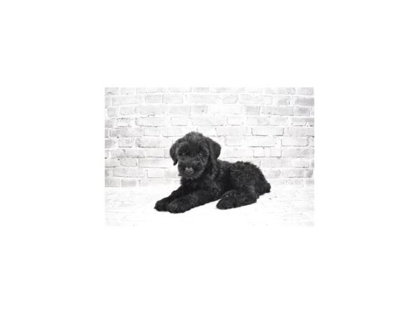 Giant Schnauzer DOG Female Black 11867 Petland Henderson, Nevada