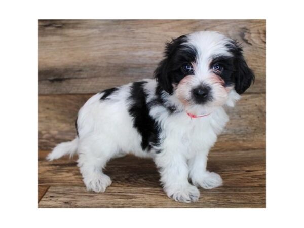 Shorkie DOG Male Black / White 11863 Petland Henderson, Nevada