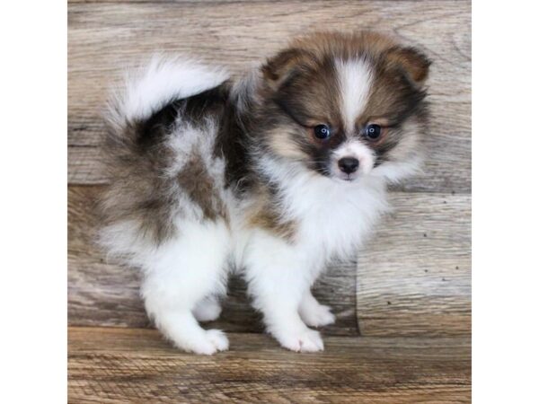 Pomeranian-DOG-Male-Red Sable-11858-Petland Henderson, Nevada