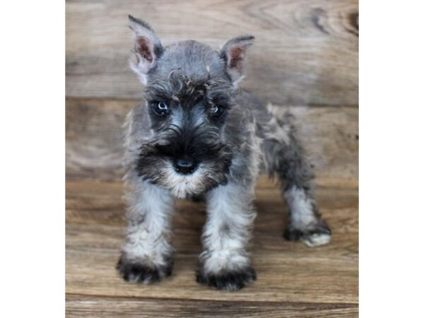 Miniature Schnauzer DOG Male Salt / Pepper 11865 Petland Henderson, Nevada