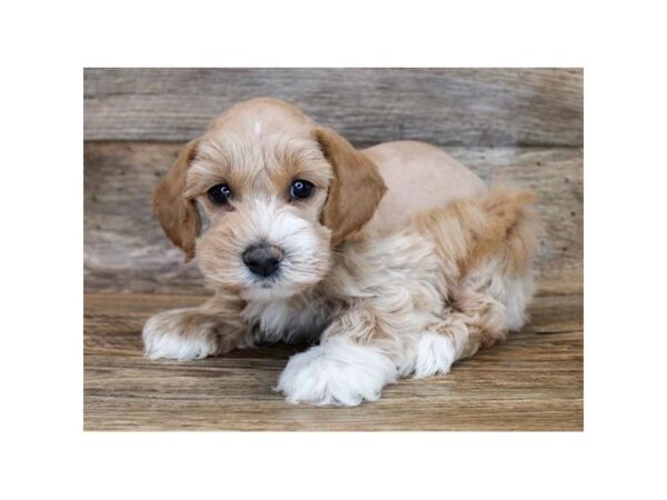 Schnoodle-DOG-Male-Apricot-11864-Petland Henderson, Nevada