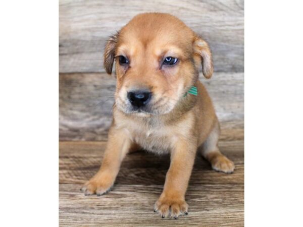 Sharpeagle-DOG-Female-Red-11861-Petland Henderson, Nevada