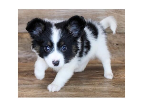 Papillon DOG Male Black White / Tan 11857 Petland Henderson, Nevada