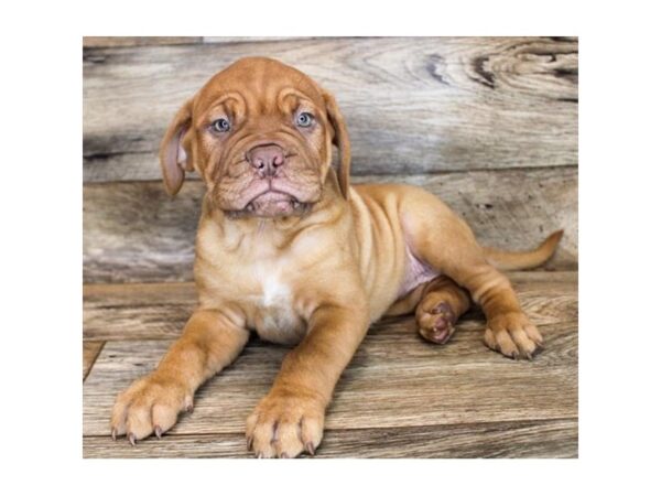 Dogue de Bordeaux DOG Female Red 11860 Petland Henderson, Nevada