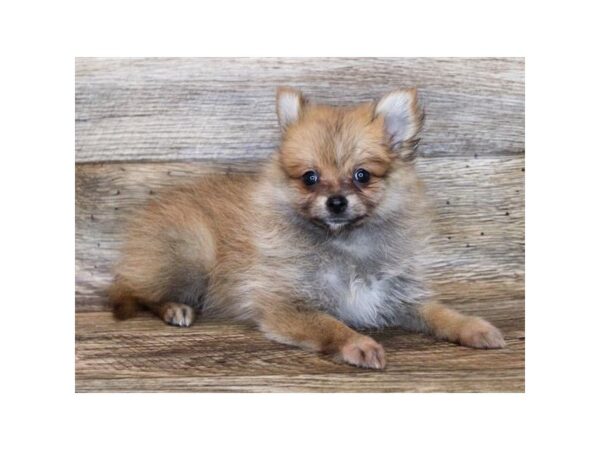 Pomeranian-DOG-Female-Red Sable-11871-Petland Henderson, Nevada