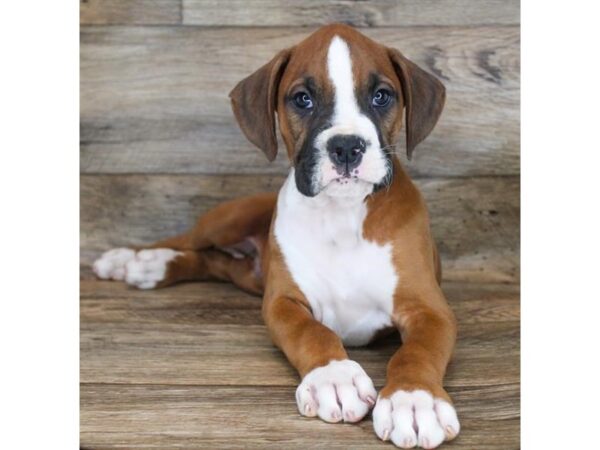 Boxer DOG Male Fawn / White 11869 Petland Henderson, Nevada