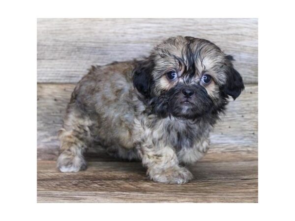 ShizaPoo DOG Female Red Sable 11874 Petland Henderson, Nevada