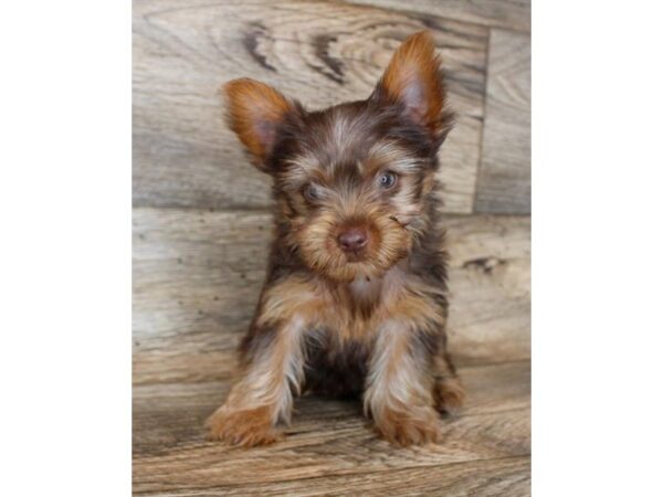 Yorkshire Terrier DOG Male Chocolate / Tan 11873 Petland Henderson, Nevada