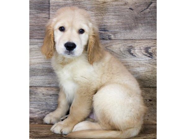 Golden Retriever-DOG-Male-Golden-11870-Petland Henderson, Nevada
