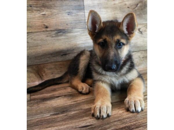 German Shepherd Dog DOG Female Black / Tan 11882 Petland Henderson, Nevada