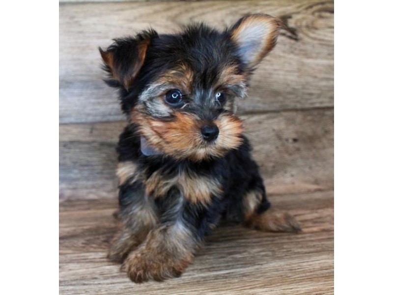Yorkshire TerrierDOGMaleBlack / Tan3229274Petland Henderson, Nevada