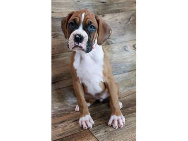 Boxer DOG Female Fawn / White 11881 Petland Henderson, Nevada