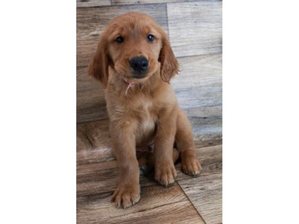 Golden Retriever-DOG-Male-Dark Golden-11877-Petland Henderson, Nevada
