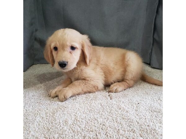 Golden Retriever-DOG-Female-Golden-11892-Petland Henderson, Nevada