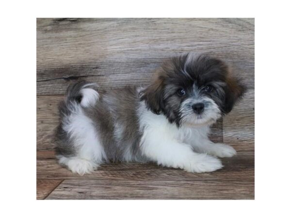 Teddy Bear DOG Male Gold / White 11886 Petland Henderson, Nevada