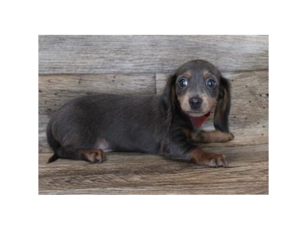 Dachshund DOG Male Black White / Tan 11884 Petland Henderson, Nevada