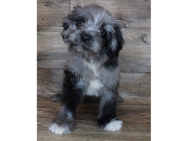 Cavapoo DOG Male Blue Merle 11887 Petland Henderson, Nevada