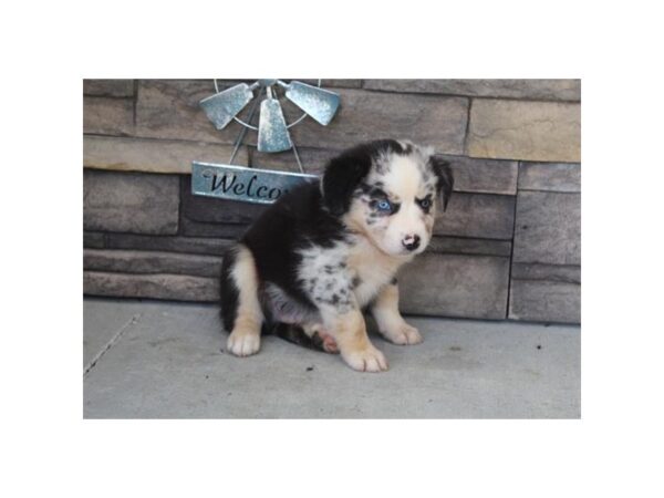 Australian Shepherd DOG Male Blue Merle 11894 Petland Henderson, Nevada