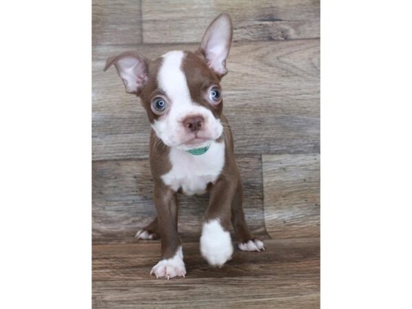 Boston Terrier DOG Male Seal / White 11889 Petland Henderson, Nevada