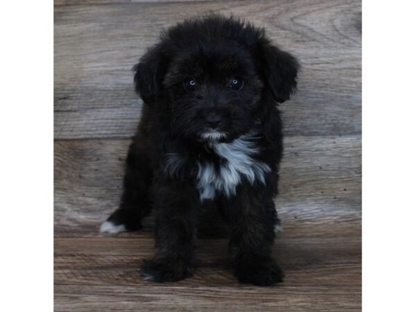 Aussiedoodle Mini DOG Female Black Sable 11888 Petland Henderson, Nevada