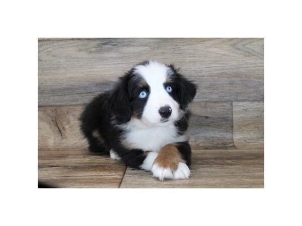Miniature Australian Shepherd-DOG-Male-Black-11885-Petland Henderson, Nevada