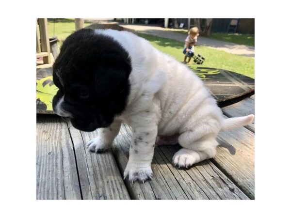 Mini Walrus-DOG-Male-Black / White-11896-Petland Henderson, Nevada