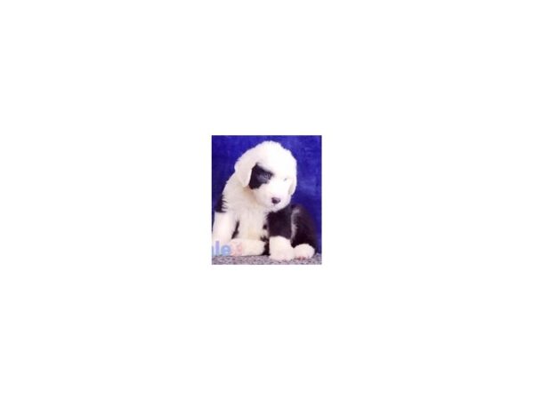 Old English Sheepdog-DOG-Female-Black / White-11897-Petland Henderson, Nevada