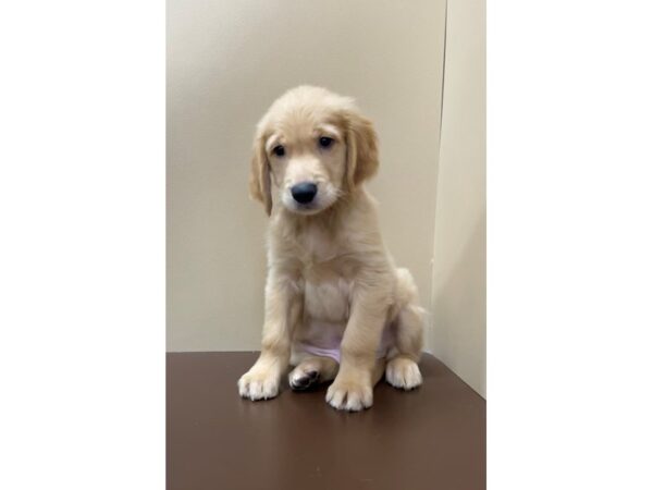 Golden Retriever-DOG-Male-Golden-11893-Petland Henderson, Nevada