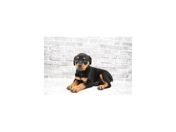 Rottweiler DOG Male Black and Mahogany 11899 Petland Henderson, Nevada