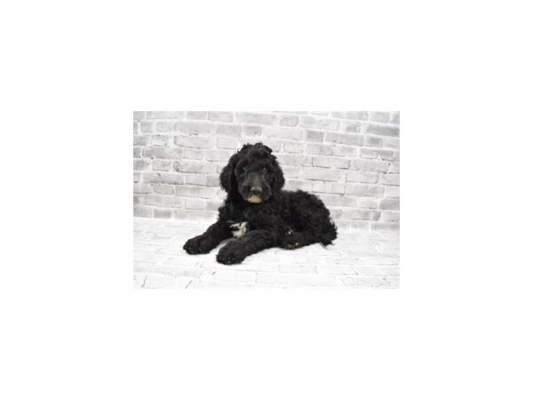 Goldendoodle 2nd Gen-DOG-Male-Black-11900-Petland Henderson, Nevada