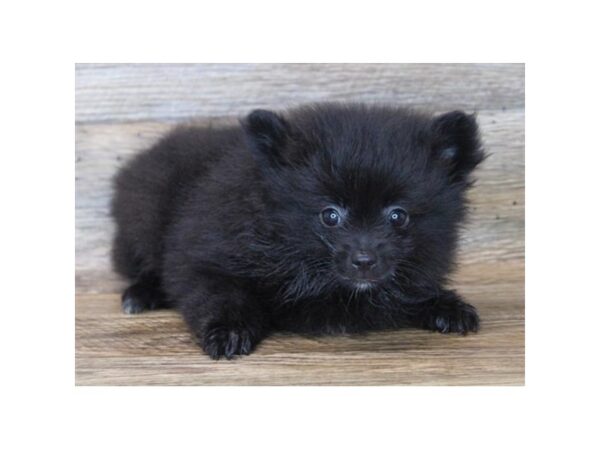 Pomeranian-DOG-Male-Black-11903-Petland Henderson, Nevada