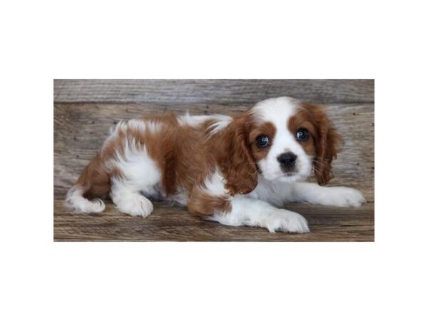 Cavalier King Charles Spaniel-DOG-Male-Blenheim-11901-Petland Henderson, Nevada