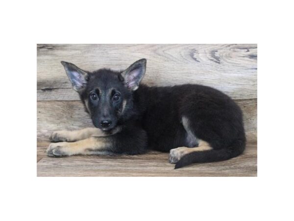 German Shepherd Dog DOG Female Black / Tan 11905 Petland Henderson, Nevada