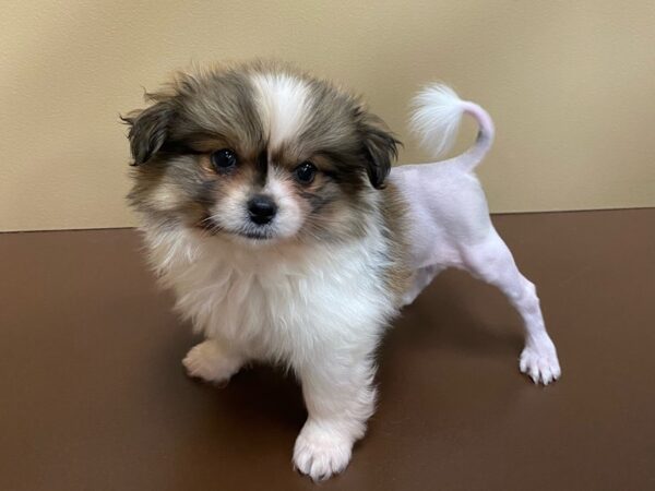 Toi Leo DOG Female Sable / White 11907 Petland Henderson, Nevada