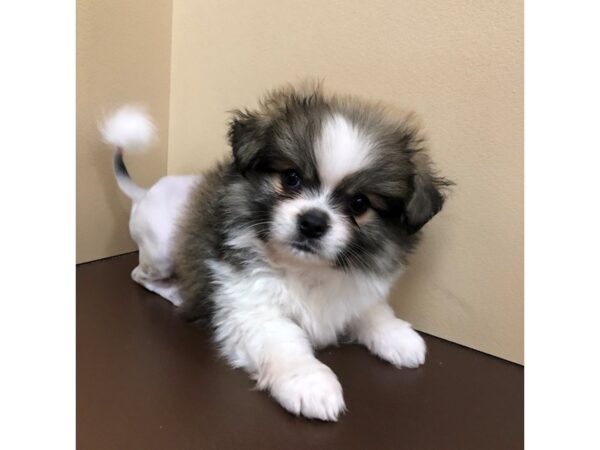 Toi Leo-DOG-Male-Sable / White-11908-Petland Henderson, Nevada