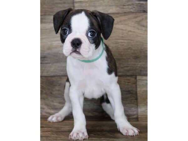 Frenchton-DOG-Female-Brindle / White-11912-Petland Henderson, Nevada