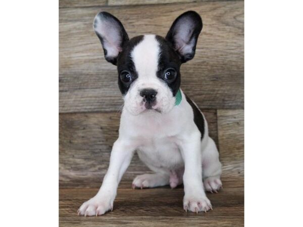 Frenchton-DOG-Male-Black-11913-Petland Henderson, Nevada