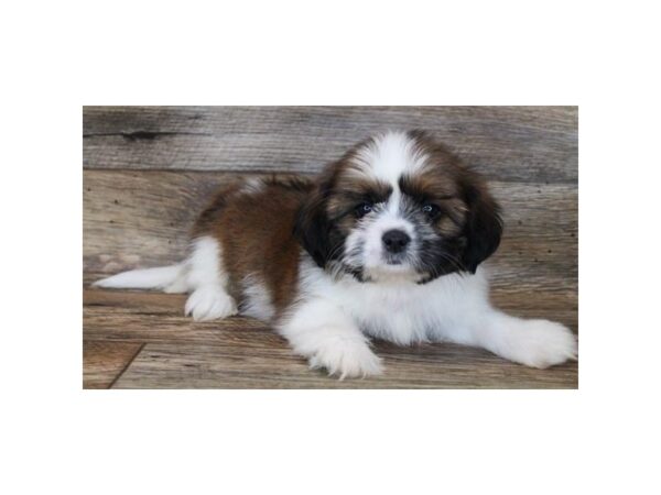 Shih Tzu DOG Male Red / White 11910 Petland Henderson, Nevada