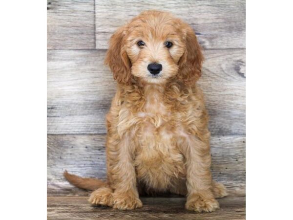 Goldendoodle Mini DOG Female Golden 11914 Petland Henderson, Nevada