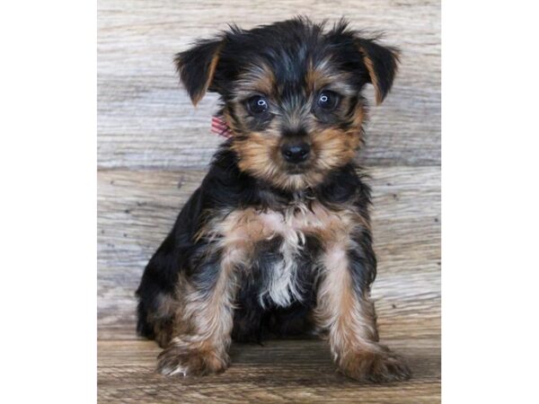 Yorkshire Terrier DOG Male Black / Tan 11911 Petland Henderson, Nevada